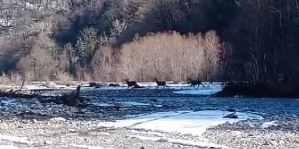 В Сочи на видео засняли, как три благородных оленя переходят через горную реку