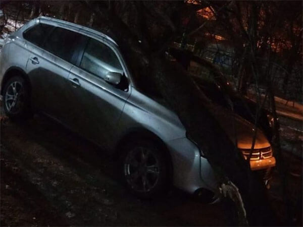 В Новороссийске ветер повалил дерево на припаркованную машину