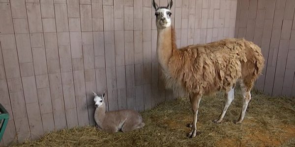 В зоопарке Сочи родились детеныш ламы и два ягненка