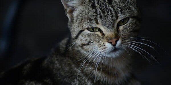 В Госдуму внесли законопроект об обязательной регистрации кошек и собак