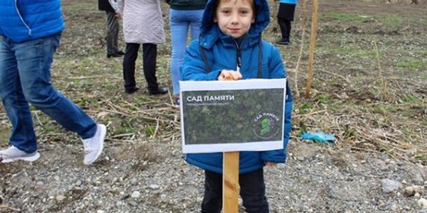В Анапе в рамках акции «Сад памяти» школьники высадили 50 деревьев