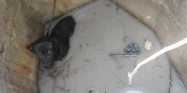 В Новороссийске спасатели вытащили бездомную собаку из колодца с водой