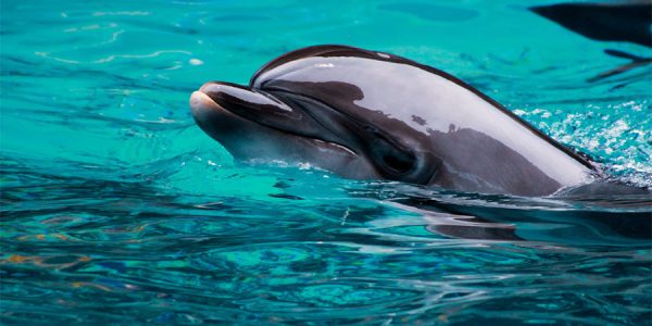 Почему дельфины гибнут в Черном море?