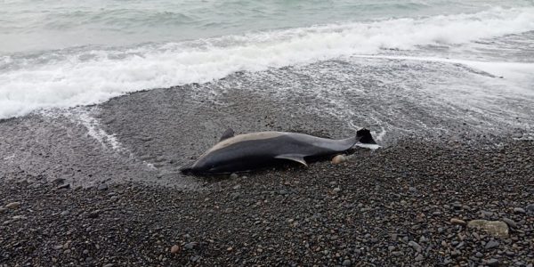 Прокуратура назвала причину массовой гибели птиц и дельфинов на Кубани