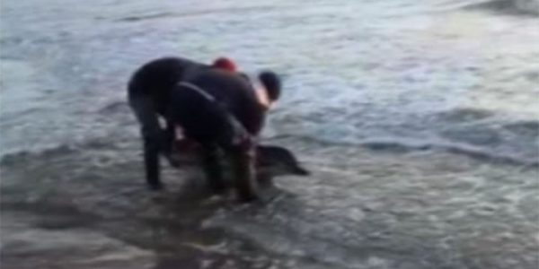 Туапсинский отряд «Кубань-СПАСа» помог дельфиненку вернуться в море