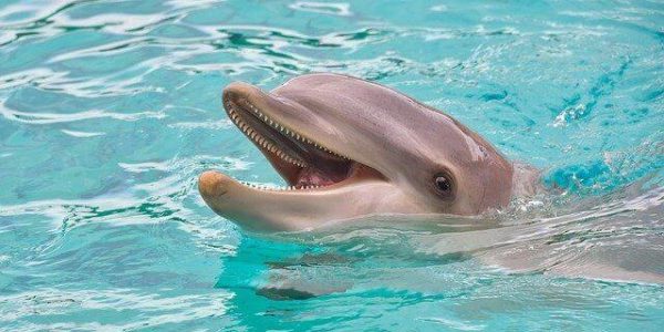 В России хотят запретить вылов дельфинов и тюленей для океанариумов