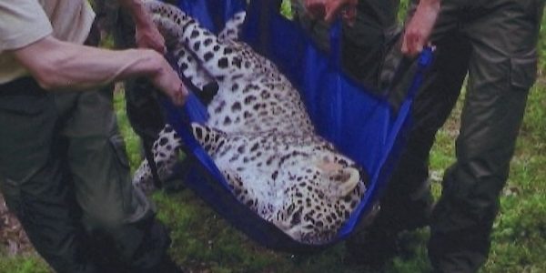 Минприроды назвало причины гибели двух леопардов в Кавказском заповеднике