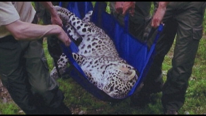 Минприроды назвало причины гибели двух леопардов в Кавказском заповеднике
