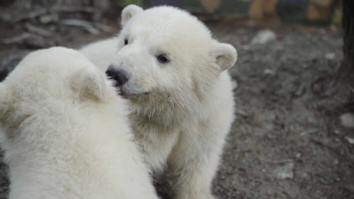Для медвежат из геленджикского сафари-парка предложили 2,5 тыс. вариантов имени