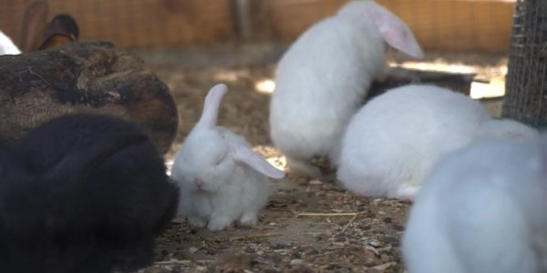 В Сочи ветеринары приготовили вкусные прививки от бешенства для диких животных