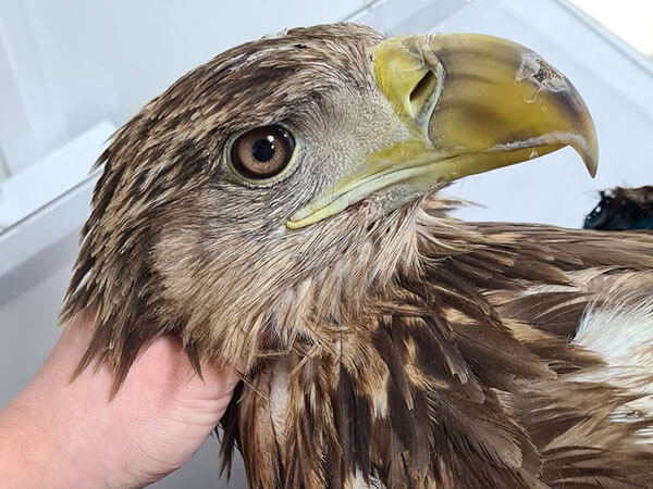 Жительница Краснодара спасла после ранения дробью краснокнижного орлана