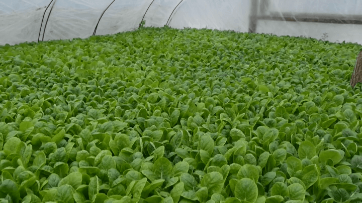 На Кубани семейное фермерское хозяйство выращивает пекинскую капусту