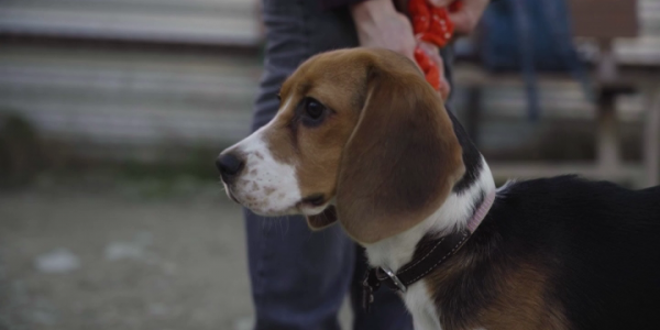 В Новороссийске активисты бесплатно учат собак хорошим манерам