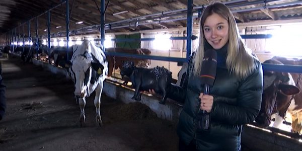 В Усть-Лабинском районе в конкурсе красоты среди коров выиграл бык Боря