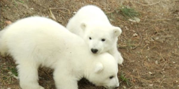 В сафари-парке Геленджика продолжается конкурс имен для двух белых медвежат