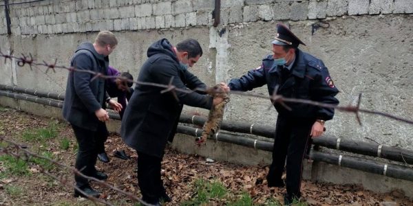 В Анапе кот застрял в колючей проволоке возле изолятора временного содержания