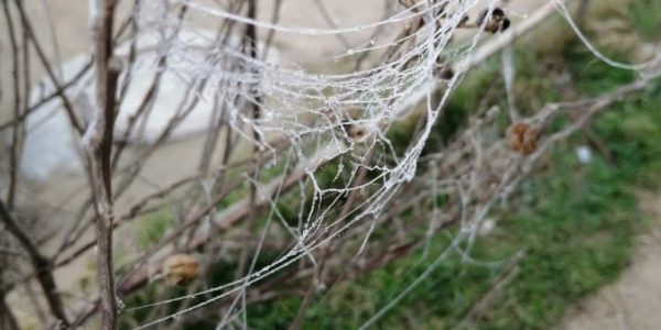 В Анапе из-за нашествия пауков окраину станицы заволокло паутиной