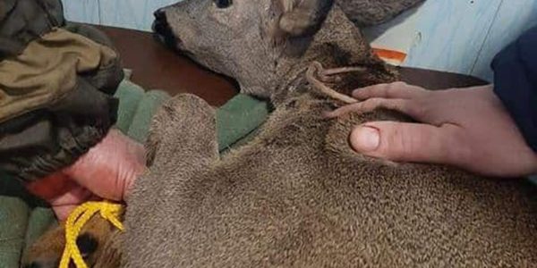 В Сочи у моря от собак спасли обессиленную беременную косулю