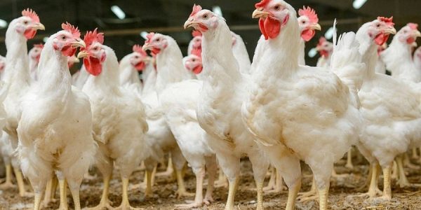 Суд на 30 дней закрыл птицефабрику на Кубани за нарушения ветеринарных норм