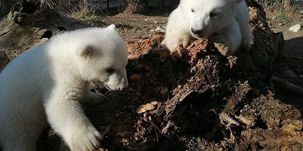 Белым медвежатам из геленджикского Сафари-парка выбрали имена