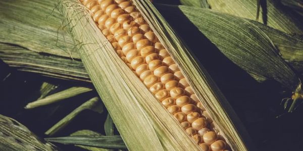 Кубанским фермерам выплатили страховку за гибель урожая кукурузы