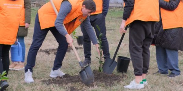 В Краснодаре годовщину акции #мывместе отметили высадкой апельсиновых деревьев