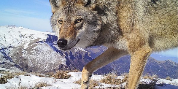В Кавказском заповеднике начали считать популяцию волков