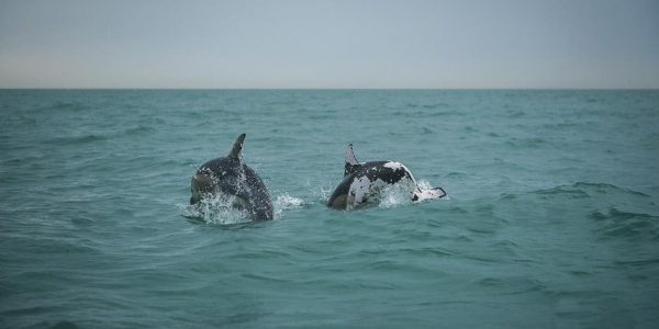 На Кубани в море заметили пятнистого дельфина
