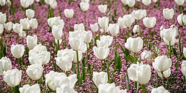 Оранжево-розовый курорт: в Сочи к середине мая высадят более полумиллиона цветов