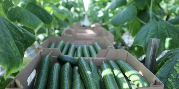 Кондратьев: с начала года производство тепличных овощей выросло почти на треть