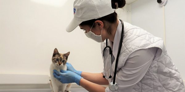 На Кубани в 2021 году отремонтируют 8 ветеринарных клиник