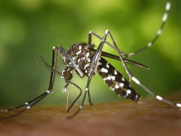 Биолог: из-за снежной зимы в мае возможно массовое нашествие комаров