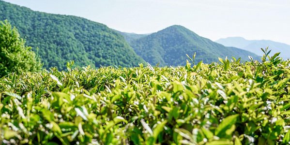 В Сочи создадут актуальную карту чайных плантаций