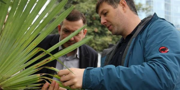 В Сочи протестировали на деревьях средство от опасного вредителя