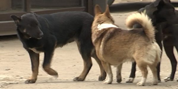 На Кубани участились случаи жёсткого обращения с собаками — «Факты 24»