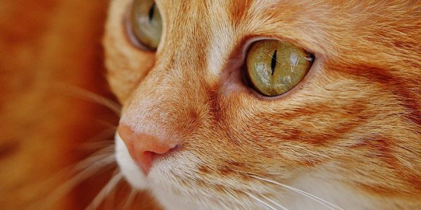 Странные вкусы: ветеринар рассказала, почему кошки едят кактусы