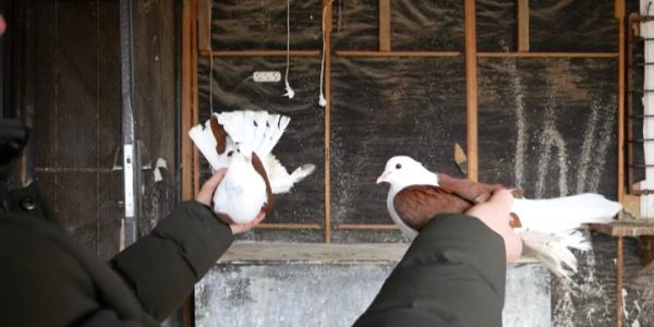 На первой в 2021 году выставке кубанец покажет голубей, которых разводит 25 лет