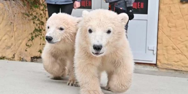 В сафари-парке Геленджика белые медвежата впервые поплавали в бассейне