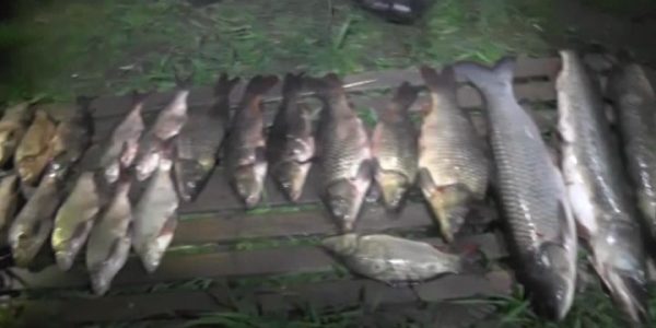 В Приморско-Ахтарском районе браконьеры выловили рыбы на полмиллиона рублей