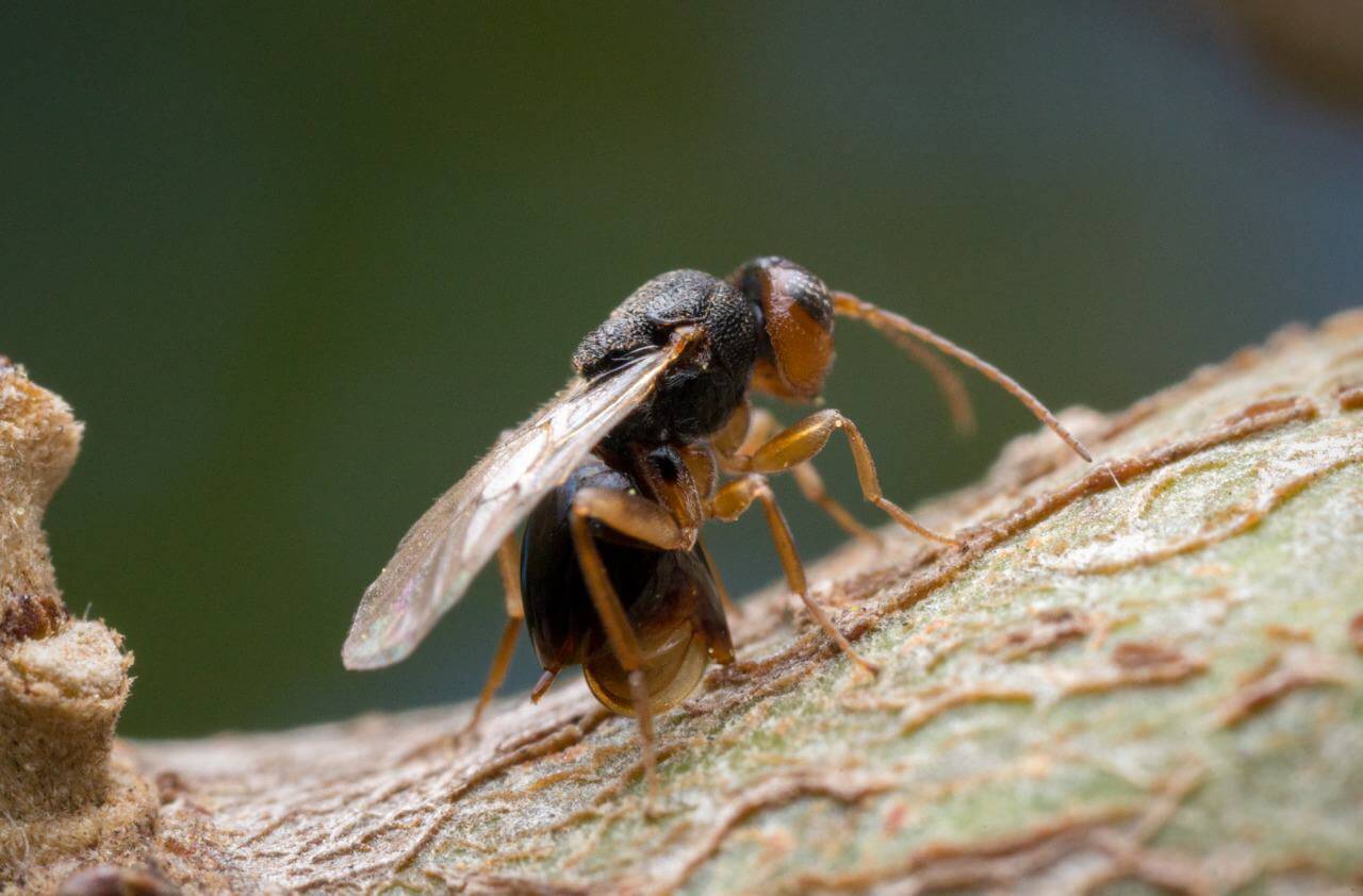 В Сочи в мае привезут насекомых из Италии для борьбы с уничтожителем каштанов