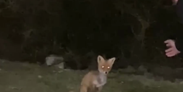 В Геленджике лиса ночью пришла на автозаправку. Видео