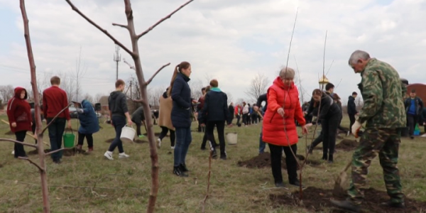 «Сад памяти»: в станице Ловлинской Тбилисского района высадили 60 деревьев