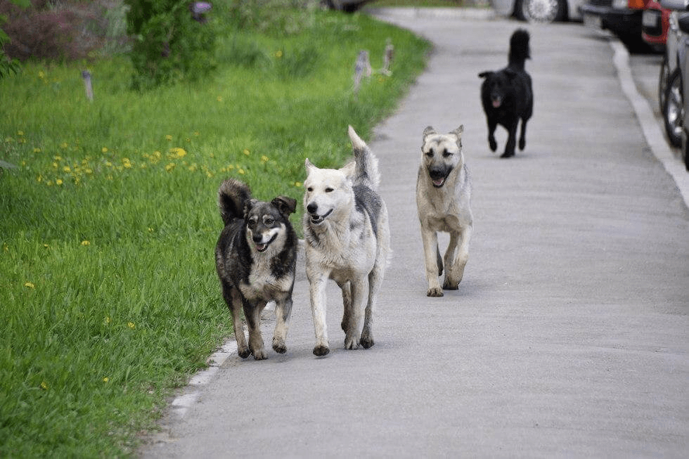 В Динском районе по просьбе жителей отловят бродячих собак