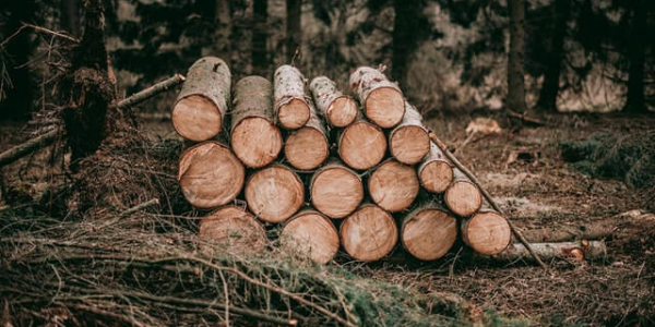 На Кубани «черный лесоруб» спилил 45 деревьев на 6 млн рублей