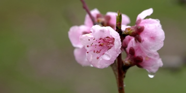 В Краснодарском крае началось цветение персиковых деревьев