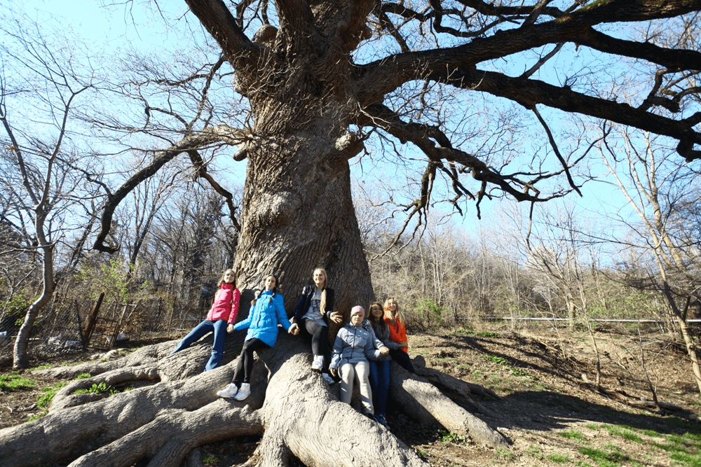 Многовековой дуб из Небуга участвует в конкурсе «Российское дерево года»