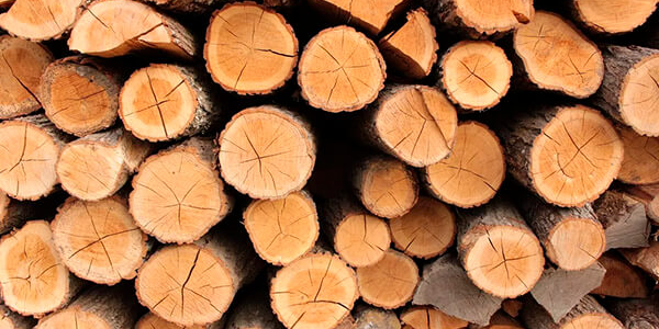 На Кубани будут судить двоих лесорубов, спиливших 60 деревьев на 1,5 млн рублей