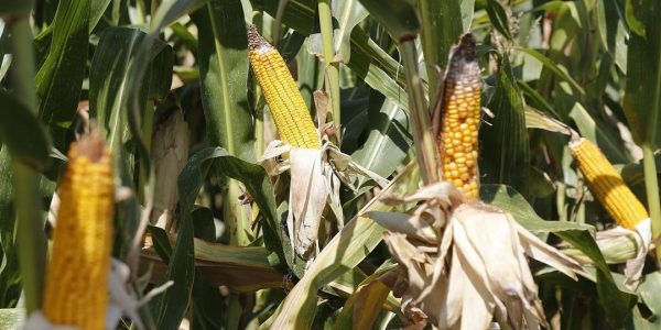В Краснодарском крае кукурузой засеют около 470 тыс. гектаров