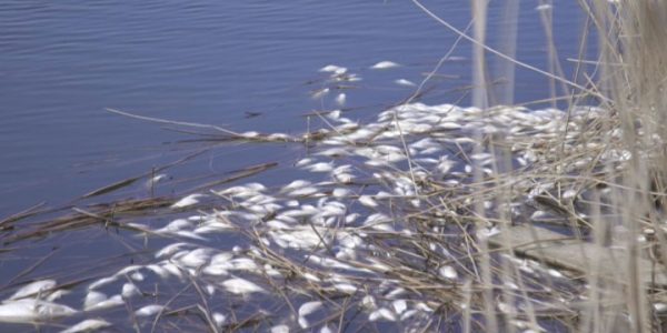 В Щербиновском районе в апреле зафиксировали массовой падеж рыбы