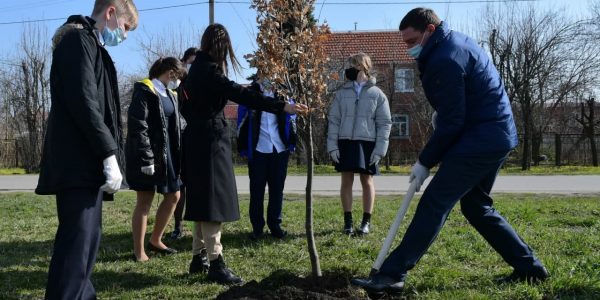 В Краснодаре в рамках экологической акции возле школы высадили 12 дубов